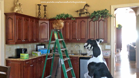 Funny Great Dane Wants To Go Up Like Ladder Loving Decorator Cat