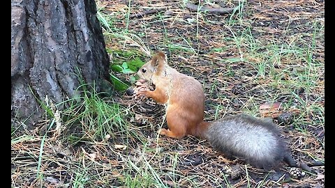 Squirrel fuss.