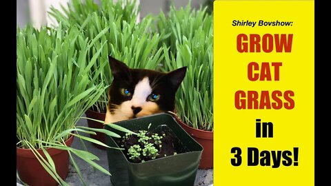 CAT GRASS /Pet Grass GROW GRASS FOR CATS TO EAT FROM SEED 🍀WHEN to HARVEST Cat Grass Shirley Bovshow