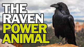 The Raven Power Animal