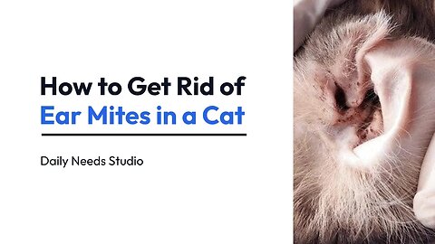 How to Get Rid of Ear Mites in a Cat | 15 Steps | Daily Needs Studio