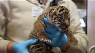 Filhotes de tigres ameaçados de extinção nascem nos EUA