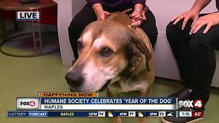 Humane Society Naples celebrates 'Year of the Dog' - 7am live report