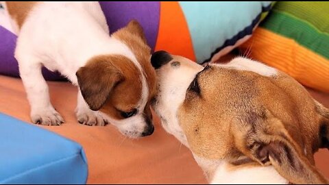 Baby Dog's cute and funny Cats& Dogs video