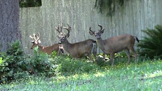 Three White-Tailed Bucks in Backyard