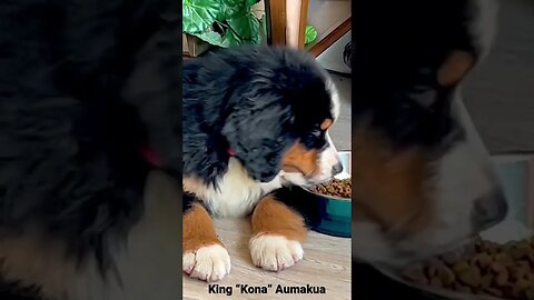 Bernese Puppy Kona - Loves to lay down while eating ❤️🐾