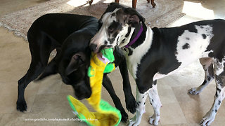 Funny Great Dane and Puppy Always Want to Play with the Same Toy