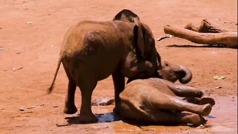Why would baby elephants NOT be mud wrestling?