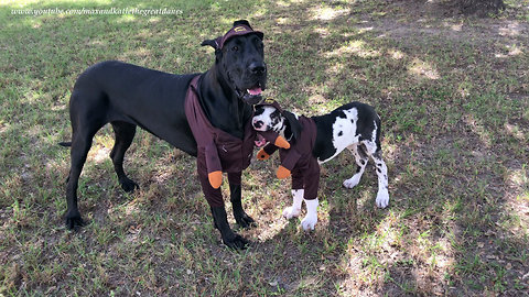 Great Danes Play In Their UPS Halloween Costumes