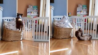 Puppy tries to mimic dog, ends up with adorable fail