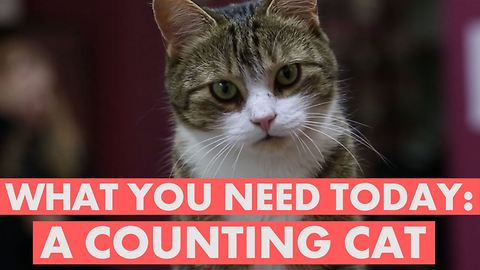 This cat may be better at math than you