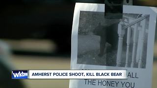 Police shoot and kill Amherst bear