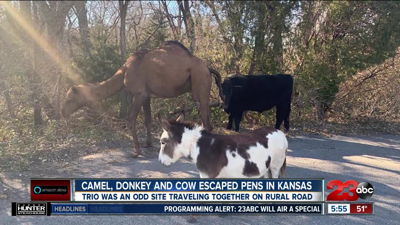 Carmel, Donkey and Cow Escaped Pens in Kansas