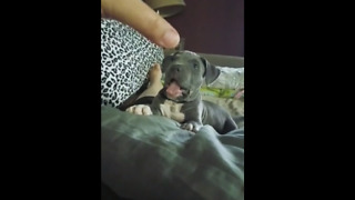 Ambitious Pit Bull Puppy Unloads Mock-Ferocious Bark