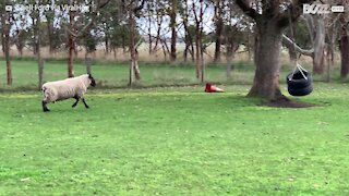 Ce mouton s'entraîne au coup de tête avec son nouveau jouet