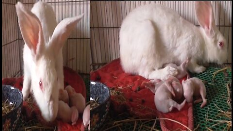 Cute Baby rabbits feeding so lovely 🥰