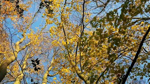 Autumn/fall in the Netherlands