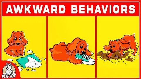 Top 10 Most Awkward Dog Behaviors Explained!