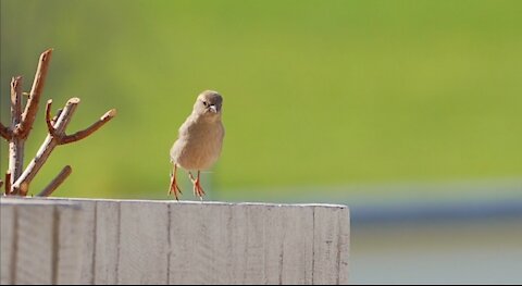 Cute bird jump