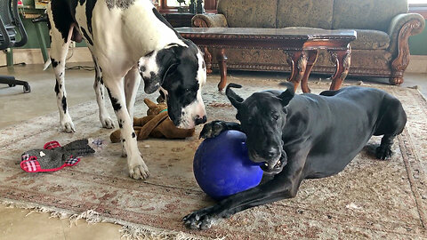 Funny Great Danes Love to Play With Scooby Doo & Jolly Ball - Sharing Is Caring