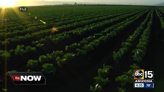 CDC warns businesses and people to stay away from all romaine lettuce