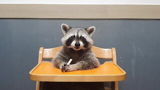 Pet raccoon chows down on tasty lemon muffin