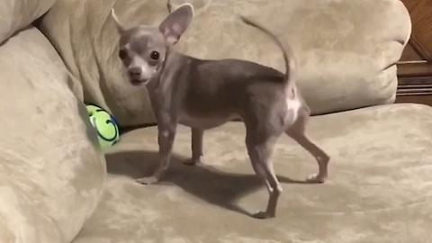 Chihuahua doesn’t get what he wants, Throws amusing tantrum