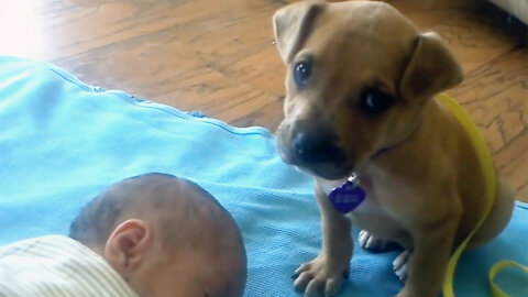 Sleepy Puppy falls asleep on baby