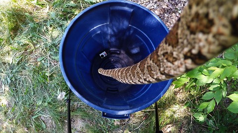 GoPro footage captures large snake's amazing escape