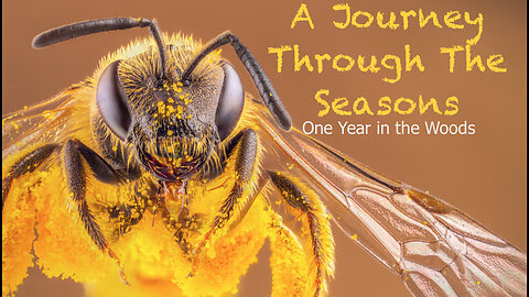 A Journey Through the Seasons - One Year in the Woods