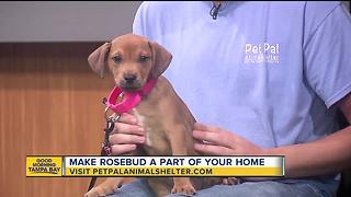 Pet of the week: 9-week-old Rosebud is a healthy puppy looking for loving home