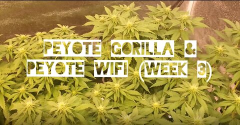 Seedsman's Peyote WIFI & Gorilla (week 3)
