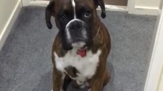 Boxer Wants To Take A Rain Check On Bath Time