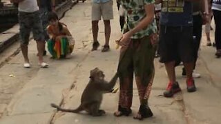 Macaco selvagem ameaça homem para receber comida!