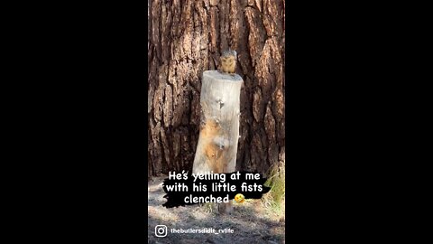 Angry Squirrel Yells at Passerby