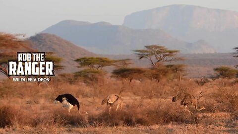 Somali Ostrich | Buffalo Springs | Zebra Plains On Tour