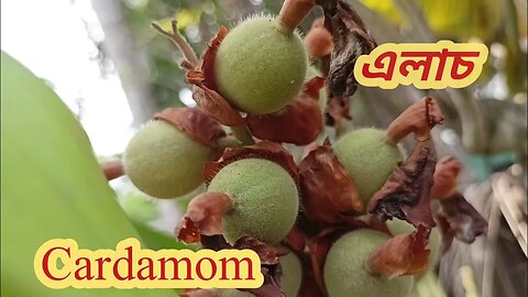 Cardamom tree in our garden |আমাদের বাগানের এলাচ গাছ | our Street Food