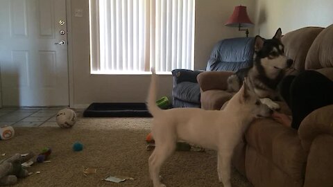 Huskies Completely Intrigued By Balloon Sounds