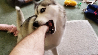 Husky Gets Bored And Takes It Out On Owner