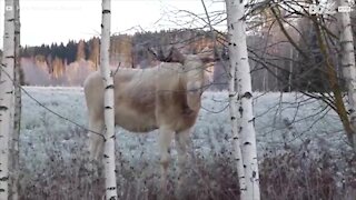 Un élan blanc avec un faible pour les branches