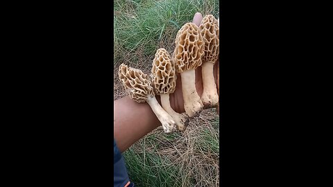 i found natural morel mushroom 🍄