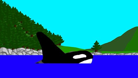 Killer Whale Animation