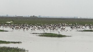 Birds flying and nature