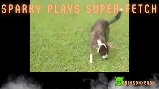 Sparky Plays Super Fetch
