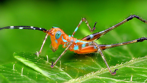 Colorful Ecuadorian grasshopper in Amazon rainforest