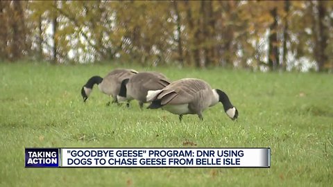 Dogs 'haze' geese to control population on Detroit's Belle Isle, DNR says