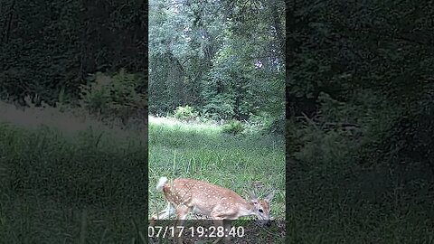 Nice little fawn #animals