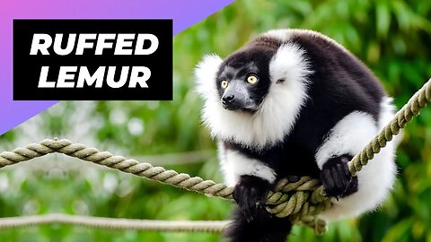 Black & White Ruffed Lemur 🦨 One Of The Rarest Animals In The Wild #shorts