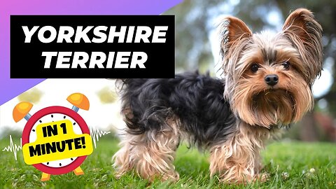 Yorkshire Terrier - In 1 Minute! 🐶 Unconditional Love in a Petite Package! | 1 Minute Animals