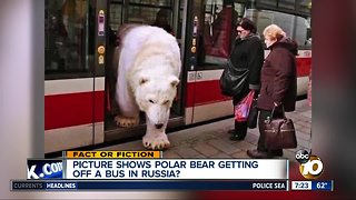 Polar bear on a bus?